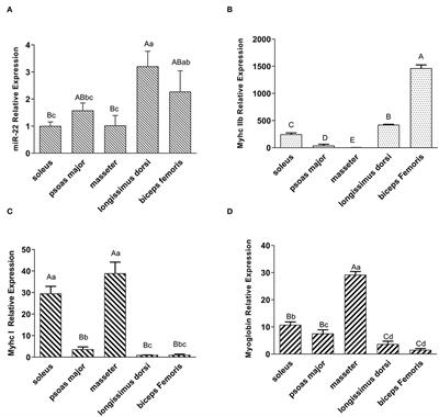 A polymorphism in porcine miR-22 is associated with pork color